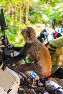 Sykes' monkey (Cercopithecus albogularis) Stock Photos