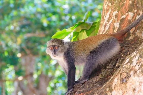 Sykes' monkey (Cercopithecus albogularis) Stock Photos