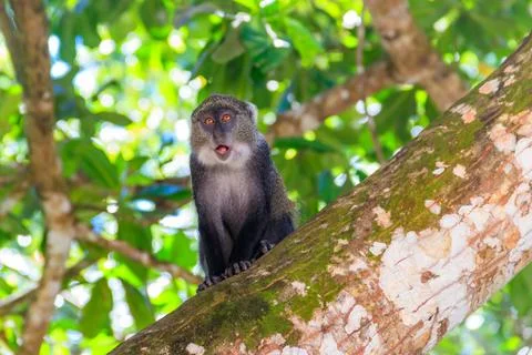 Sykes' monkey (Cercopithecus albogularis) Stock Photos