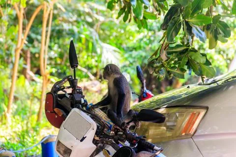 Sykes' monkey (Cercopithecus albogularis) Stock Photos