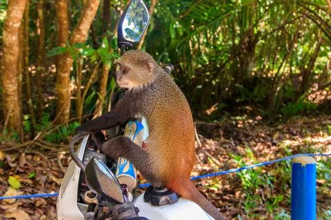 Sykes' monkey (Cercopithecus albogularis) Foto stock
