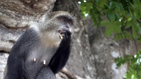 Sykes` monkey - Cercopithecus albogularis,close-up in forest. Zanzibar. Stock Footage 126364890