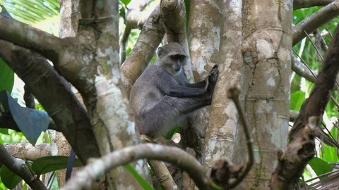 Syke's monkey (Cercopithecus mitis ssp. albogularis) in Jozani Forest,  Zanzibar Video stock 87191490