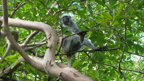 Syke's monkey (Cercopithecus mitis ssp. albogularis) in Jozani Forest,  Zanzibar Video stock 87192906
