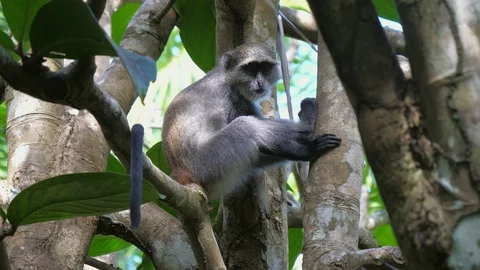 Syke's monkey (Cercopithecus mitis ssp. albogularis) in Jozani Forest,  Zanzibar Video stock 87193177