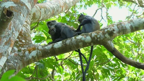 Syke's monkey (Cercopithecus mitis ssp. albogularis) in Jozani Forest,  Zanzibar Video stock 87202133