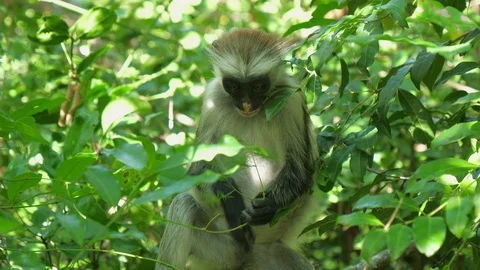 Syke's monkey (Cercopithecus mitis ssp. albogularis) in Jozani Forest,  Zanzibar Video stock 87305813
