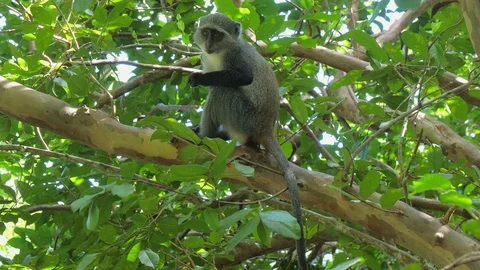 Syke's monkey (Cercopithecus mitis ssp. albogularis) in Jozani Forest,  Zanzibar Video stock 87306428