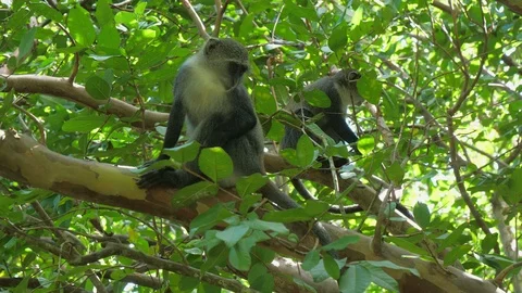 Syke's monkey (Cercopithecus mitis ssp. albogularis) in Jozani Forest,  Zanzibar Video stock 87306721