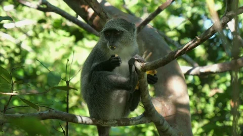 Syke's monkey (Cercopithecus mitis ssp. albogularis) in Jozani Forest,  Zanzibar Video stock 87306741