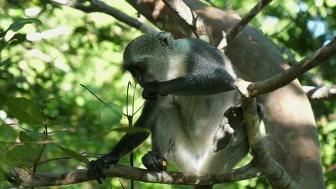 Syke's monkey (Cercopithecus mitis ssp. albogularis) in Jozani Forest,  Zanzibar Video stock 87308172