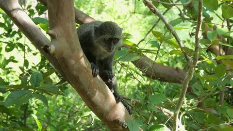 Syke's monkey (Cercopithecus mitis ssp. albogularis) in Jozani Forest,  Zanzibar Video stock 87308228