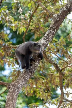 Sykes monkey Cercopithecus mitis on tree Ngorongoro Crater Tanzania Africa Stock Photos