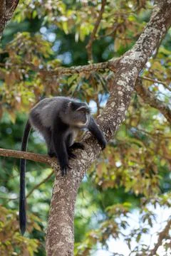 Sykes monkey Cercopithecus mitis on tree Ngorongoro Crater Tanzania Africa Foto stock
