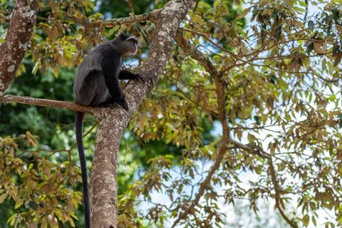 Sykes monkey Cercopithecus mitis on tree Ngorongoro Crater Tanzania Africa Foto stock