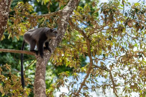 Sykes monkey Cercopithecus mitis on tree Ngorongoro Crater Tanzania Africa Stock Photos