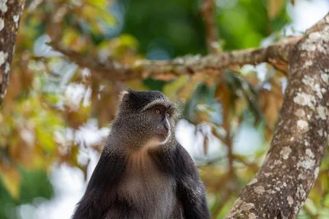 Sykes monkey Cercopithecus mitis on tree Ngorongoro Crater Tanzania Africa Stock Photos