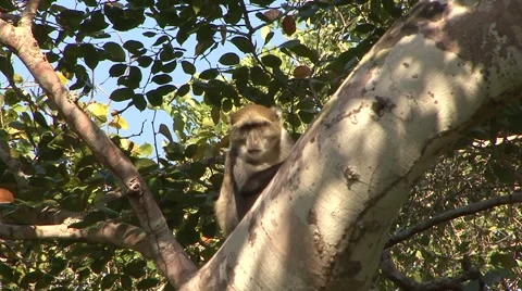 Sykes' Monkey chewing 1 Stock Footage 56350870