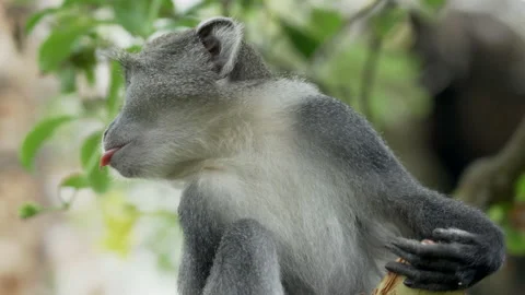 Sykes monkey eating coconut on a tree Stock-Footage 147850863