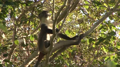 Sykes' Monkey feed and give warning call 2 Stock Footage 56348946