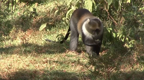 Sykes Monkey feeding on ground Stock Footage 57645772