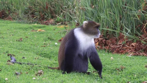 SYKES MONKEY FEEDING ON THE SOFT GRASS Stock Footage 313752381
