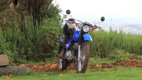 SYKES MONKEY SCRATCHING ITS BODY ON TOP OF A BLUE MOTOCYCLE. Stock Footage 313752262