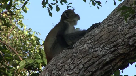 Sykes' Monkey sit in tree and give warning call 1 Stock Footage 56348955