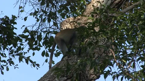 Sykes' Monkey sit in tree and give warning call 2 Video stock 56348984