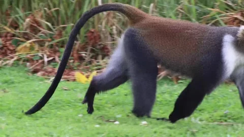 SYKES MONKEY STILL WALKING . Stock Footage 313752361