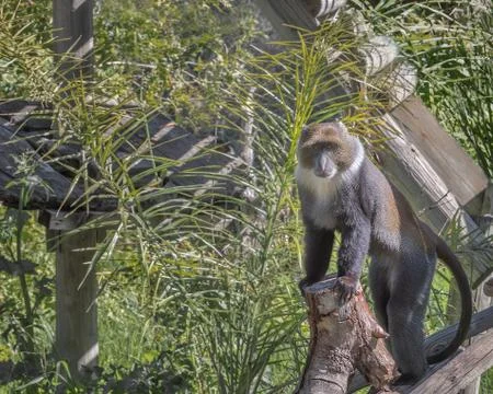 Sykes' monkey, the white-throated monkey or Samango monkey, Cercopithecus alb Stock Photos