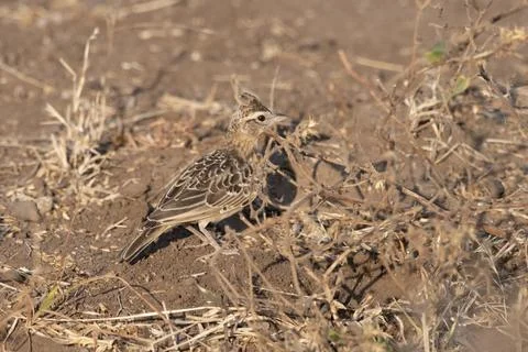 Sykes's lark or Galerida deva observed in Greater Rann of Kutch in Gujarat .. Stock Photos