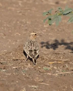 Sykes's lark or Galerida deva observed in Greater Rann of Kutch in Gujarat .. Stock Photos