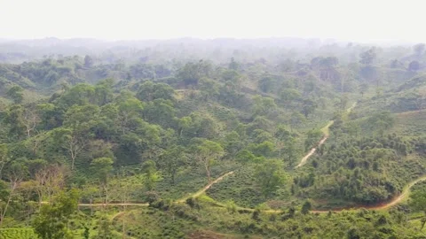 Sylhet lush greenery tea gardens aerial view pans across vast terraced hill Stock Footage 346454014