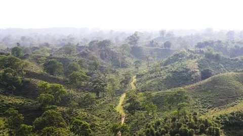 Sylhet lush greenery tea gardens aerial view overlooking vast terraced hill Stock Footage 346464579