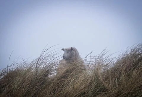 Sylt sheep Stock Photos