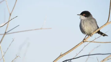 Sylvia melanocephala Video stock 85906661