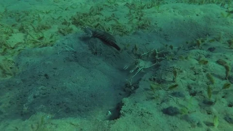 Symbiosis between Djeddah Snapping Shrimp (Djeddah Snapping Shrimp) and Goby Stock Footage