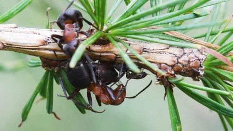 Symbiotic relationship BETWEEN ANTS AND APHIDS 스톡 동영상 115525152