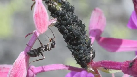 Symbiotic relationship BETWEEN ANTS AND APHIDS on Epilobium sp. 스톡 동영상 287609077