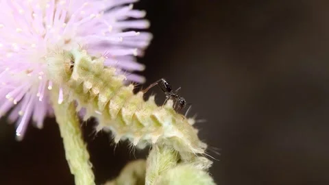 Symbiotic relationship between Caterpillar Butterfly and the Black Ant Stock Footage 337948599
