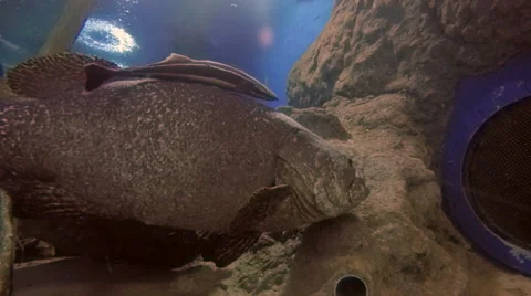 Symbiotic Relationship Between a Giant Grouper and Remora. Stock-Footage 46704039