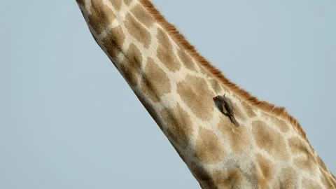 Symbiotic Relationship Between Giraffe and Oxpecker in Botswana 스톡 동영상 320939238