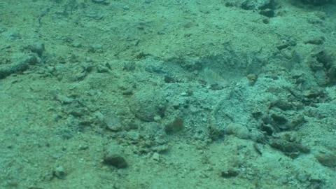 Symbiotic relationship between a goby and a shrimp Stock Footage 282524955