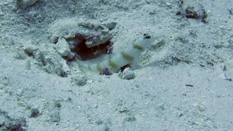 Symbiotic relationship shrimp, goby steinitz-shrimpgoby, amblyeleotris-steinitzi Video stock 80455432
