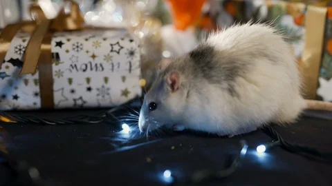 Symbol of 2020, a rat sits on a background of a garland. New Year concept. 4k Stock Footage 121465080