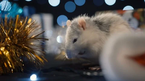 Symbol of 2020, a white rat on a background of a garland. New year concept Видео 121465266