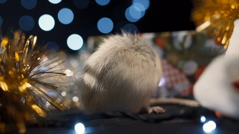 Symbol of 2020, a white rat on a background of a garland. New year concept 库存影片 121465407