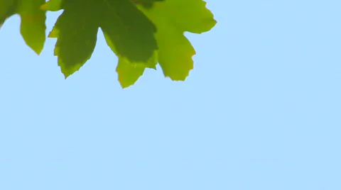 Symbol Canada Stock Footage 853717