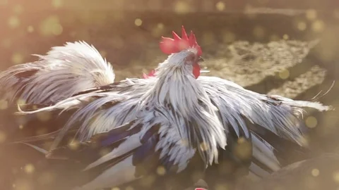 Symbol of Chinese calendar, 2017. Stock Footage 70820071